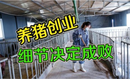 养殖创业网,揭秘农村养殖致富之路