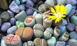 生石花,生命的奇迹与养护之道